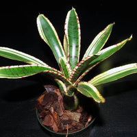 Bromeliad Harpo (Neoregelia)
