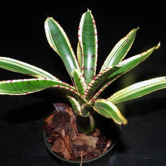 Bromeliad Harpo (Neoregelia)