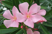 Oleander 'Delphine' (Nerium oleander) - Ladybird Nursery