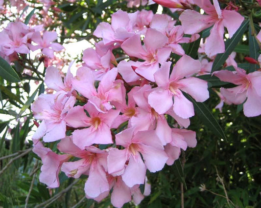 Oleander 'Delphine' (Nerium oleander) - Ladybird Nursery