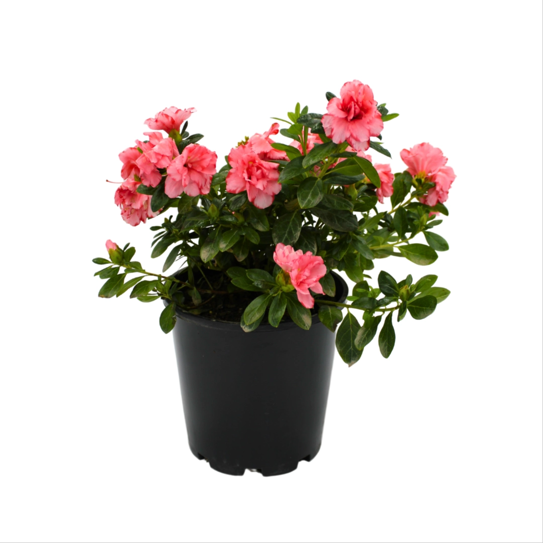 Azalea Nice Surprise