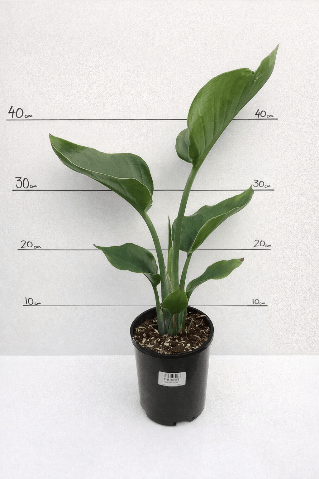 Bird of Paradise (Strelitzia nicolai) - Ladybird Nursery