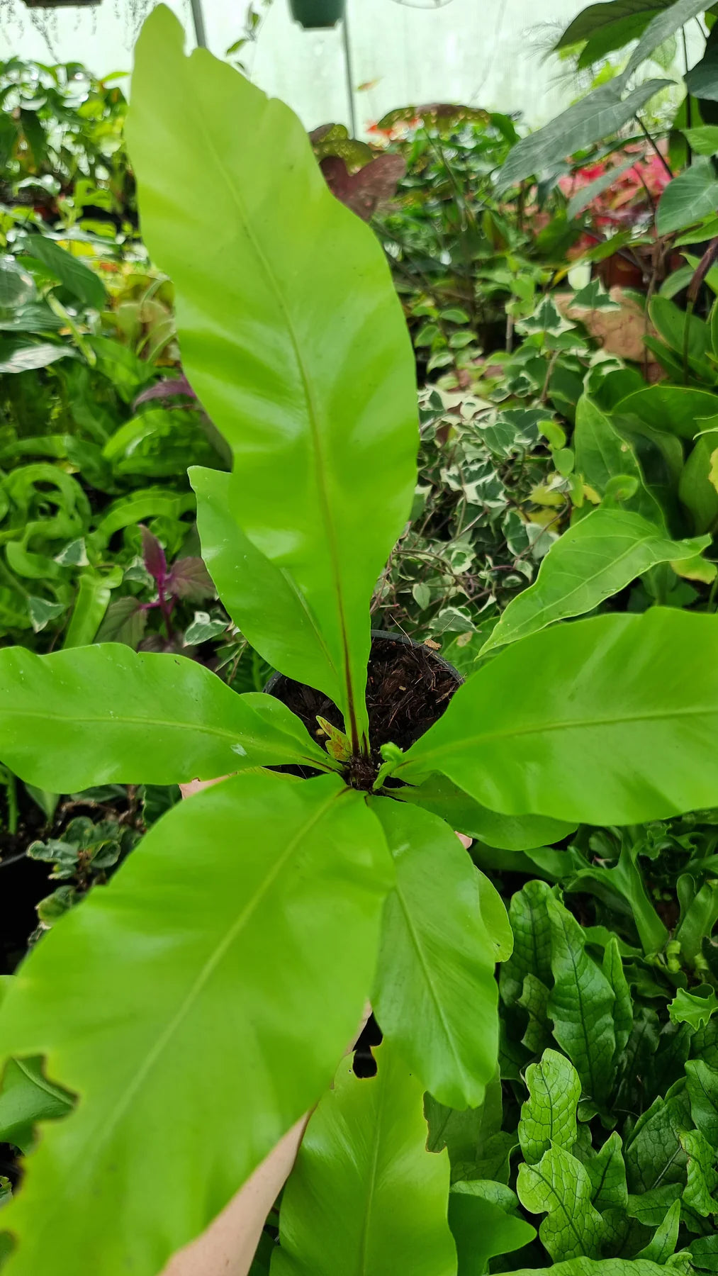Bird's Nest Fern Avis (Asplenium nidus)