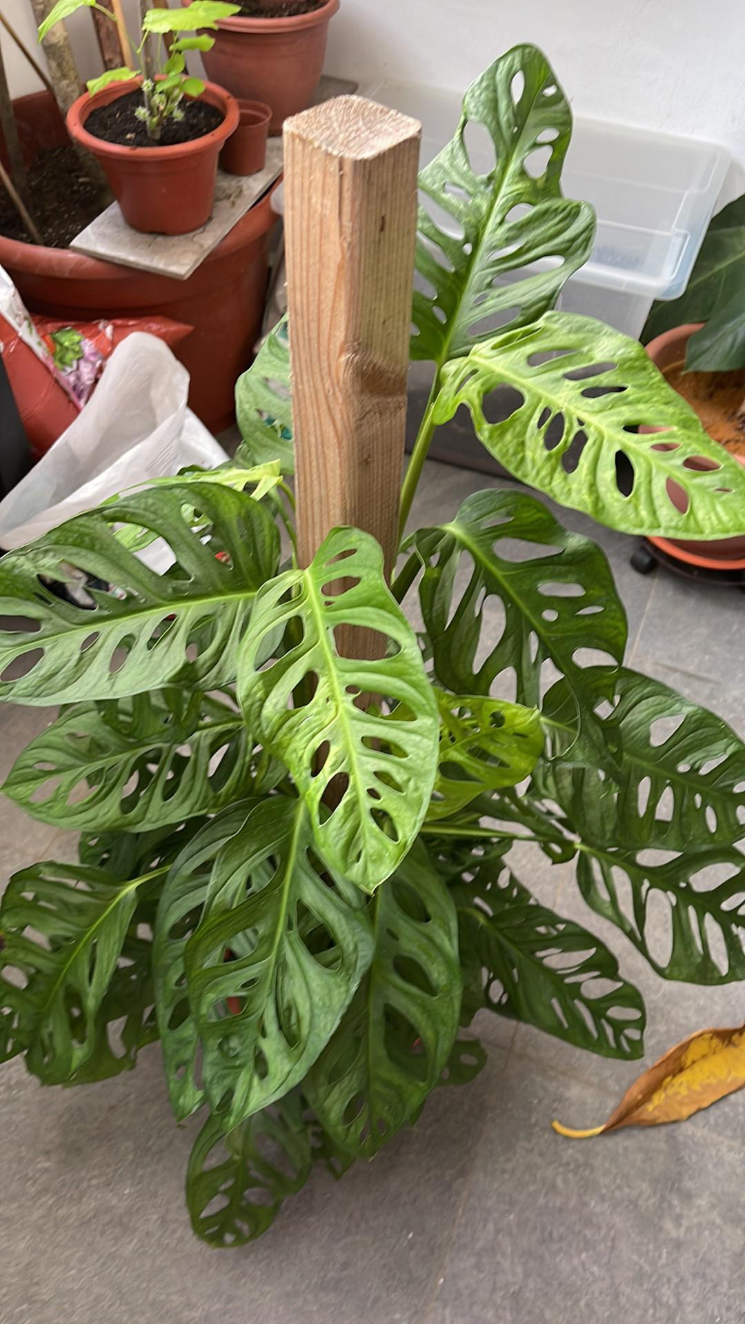 Swiss Cheese Plant (Monstera lechleriana) - Ladybird Nursery