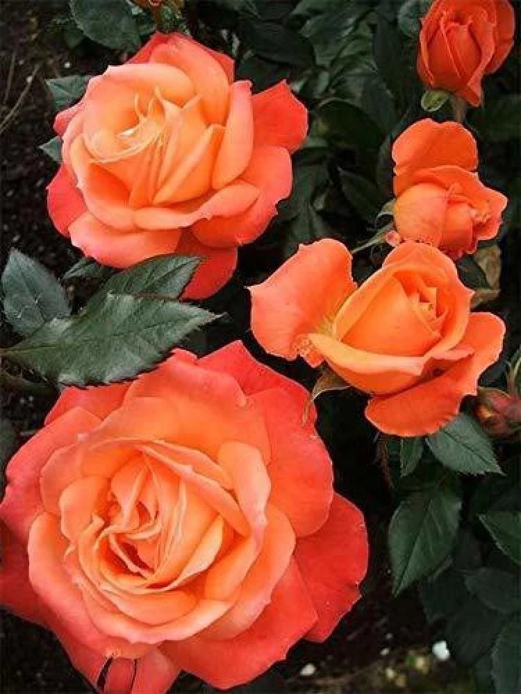 Remember Me Series Roses Rose Remember Me 2 ft Standards Plant – Buy Now! – Ladybird Nursery