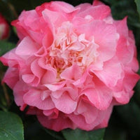 Camellia Nuccios Jewel (Camellia japonica)