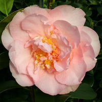 Camellia Nuccios Pink Lace (Camellia japonica)