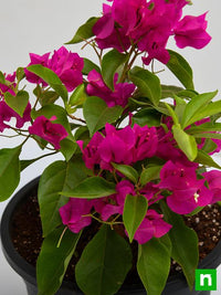 Bougainvillea Mrs Butt (Bougainvillea glabra) - Ladybird Nursery