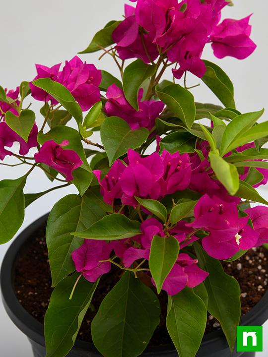 Bougainvillea Mrs Butt (Bougainvillea glabra) - Ladybird Nursery
