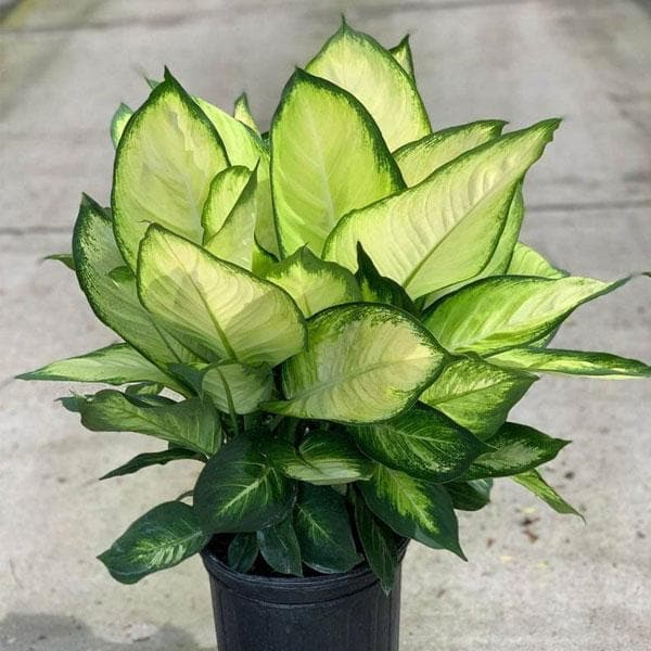 Dieffenbachia ‘Tropic Marianne’ (Dieffenbachia seguine) 140mm Pot - Ladybird Nursery