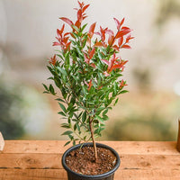 Syzygium oleina Sunset Beauty - Ladybird Nursery