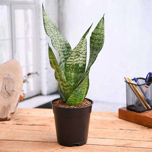 Snake Plant Green (Sansevieria trifasciata)