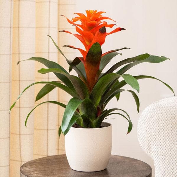 Guzmania spp. Orange Bromeliad