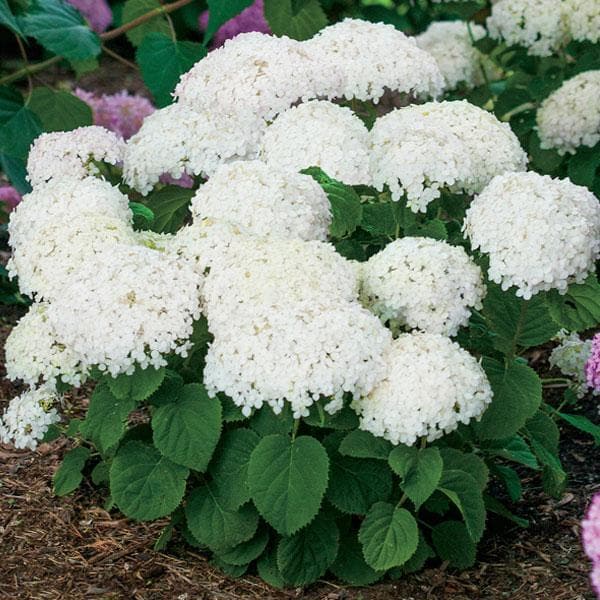 Hydrangea White (Hydrangea spp.)