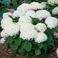 Hydrangea White