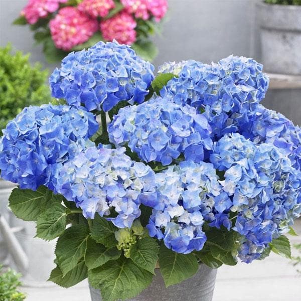 Hydrangea Tea Time Blue