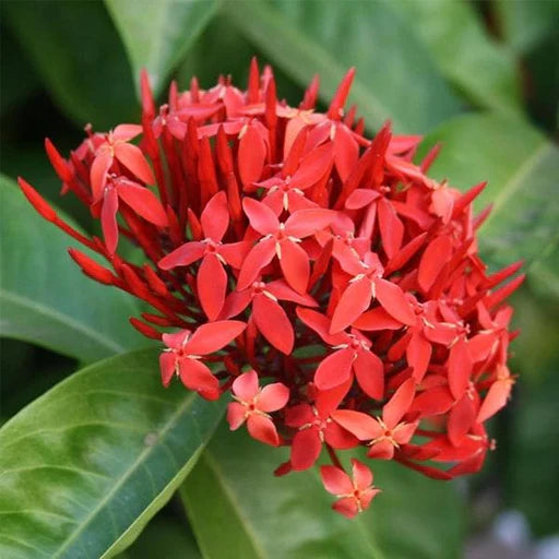 Ixora Dwarf Red