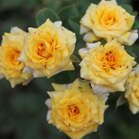Rose Jewel Miniature Yellow (Rosa)