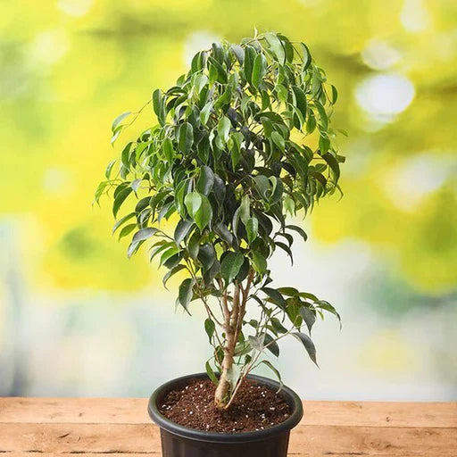 Exotica Weeping Fig (Ficus benjamina)