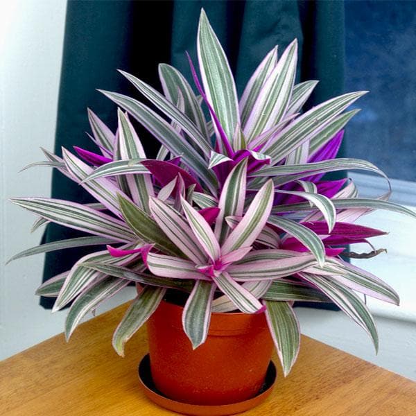 Spiderwort Stripe Me Pink Rhoeo (Tradescantia spathacea) - Ladybird Nursery