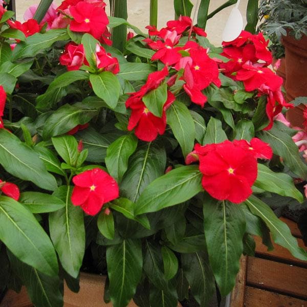 Periwinkle Red (Vinca spp.) - Ladybird Nursery