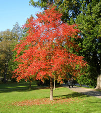 Black Gum Tupelo (Nyssa sylvatica)