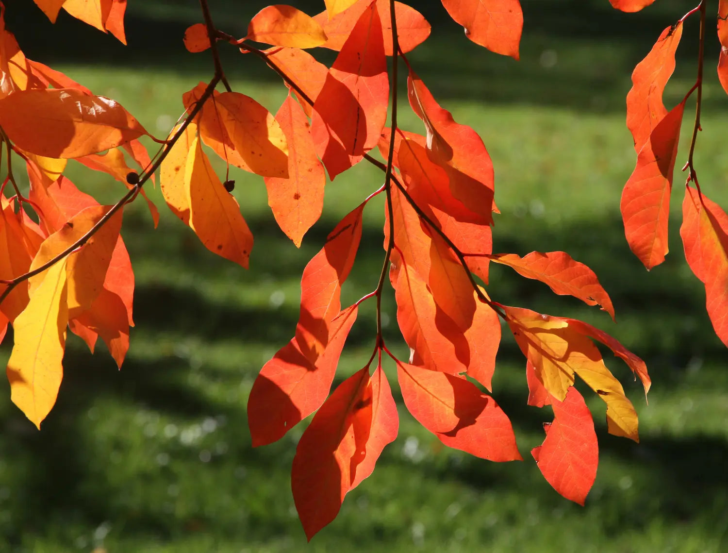 Black Gum Tupelo (Nyssa sylvatica)