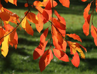 Black Gum Tupelo (Nyssa sylvatica)