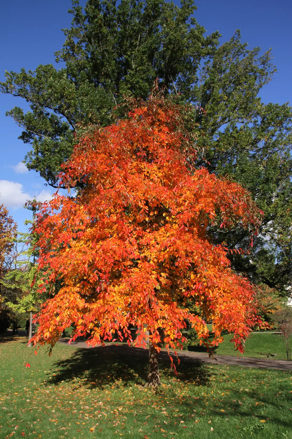 Black Gum Tupelo (Nyssa sylvatica)