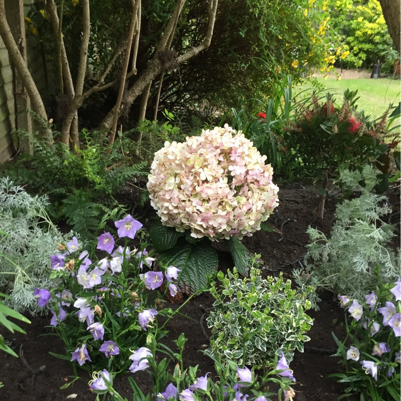 Hydrangea Avantegarde