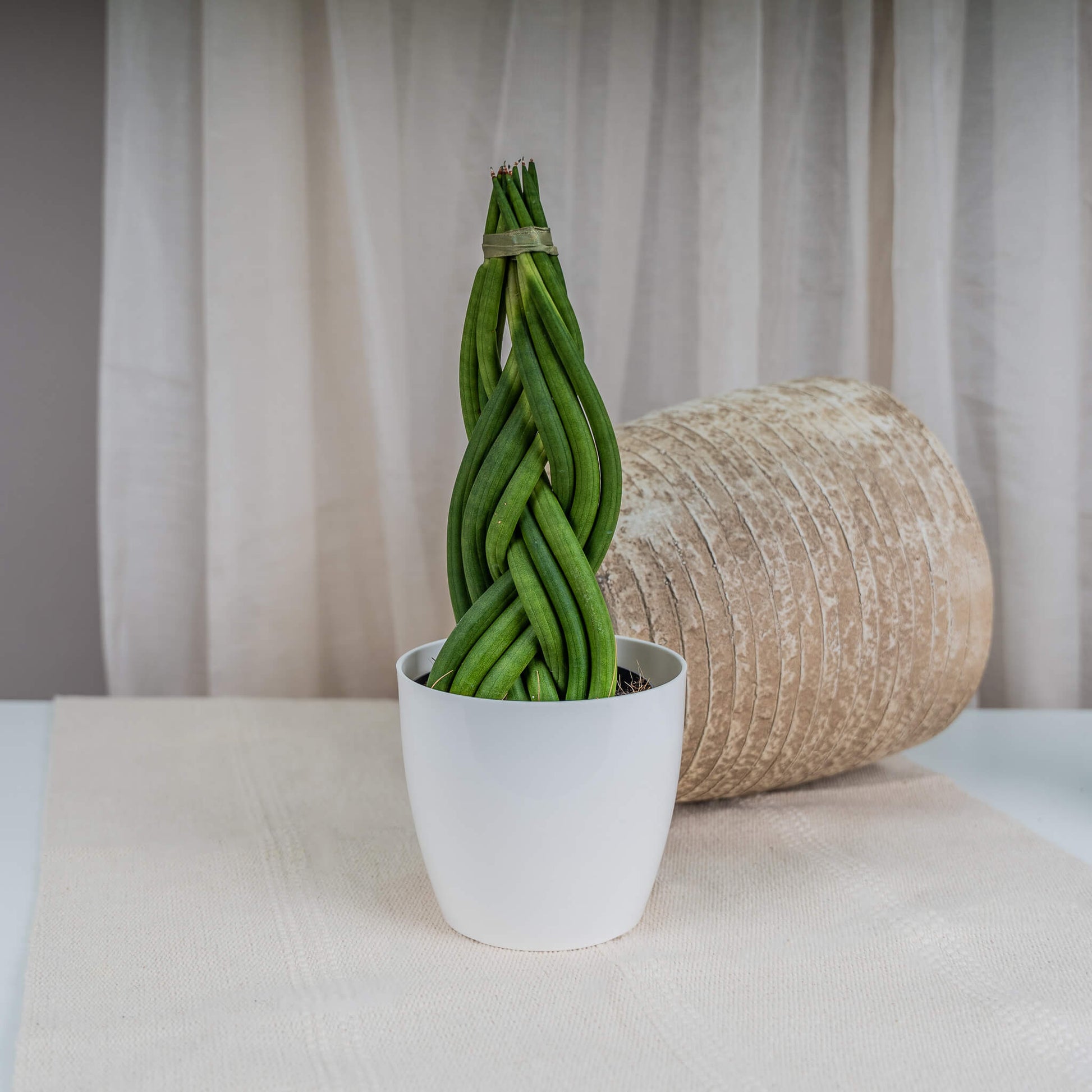Snake Plant triangularis (Sansevieria cylindrica)