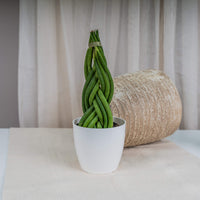 Snake Plant triangularis (Sansevieria cylindrica)