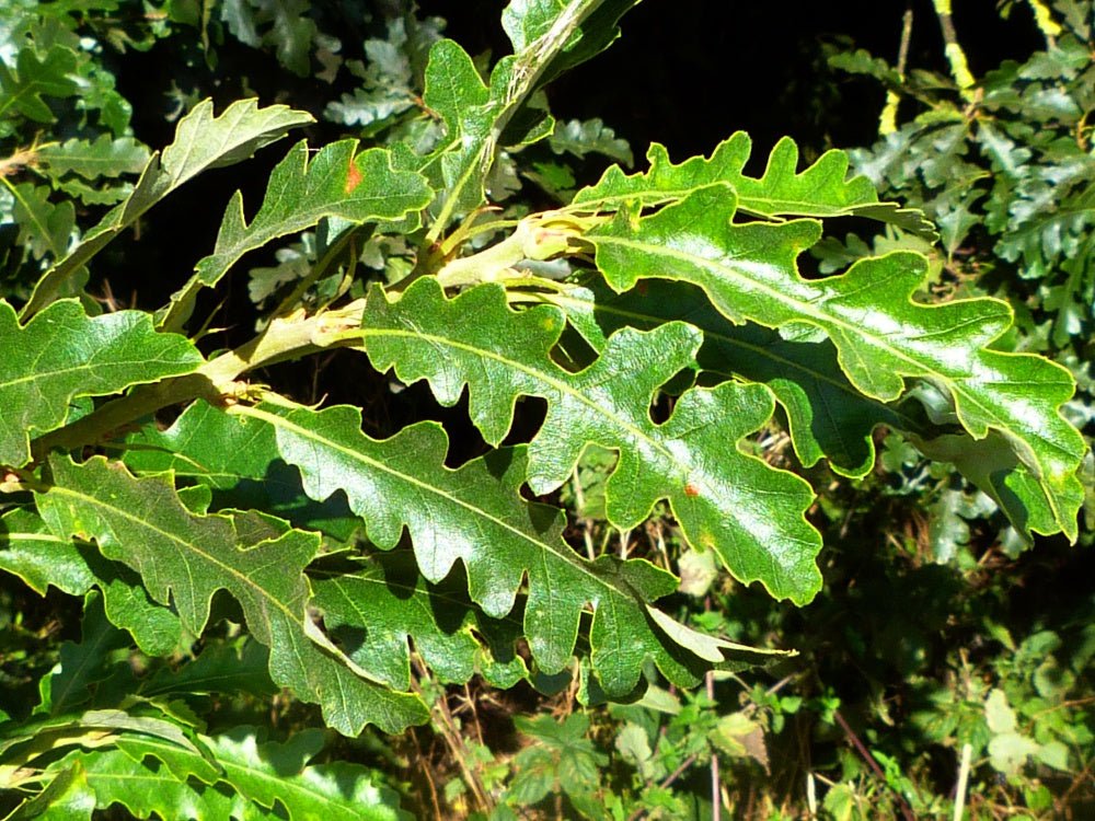 Turkey Oak (Quercus cerris) - Ladybird Nursery