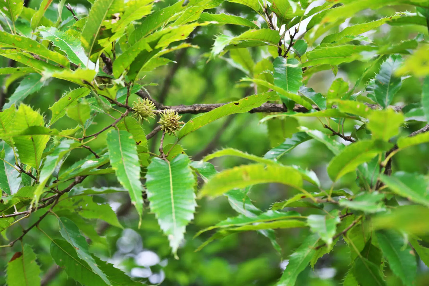 Sawtooth Oak (Quercus acutissima)