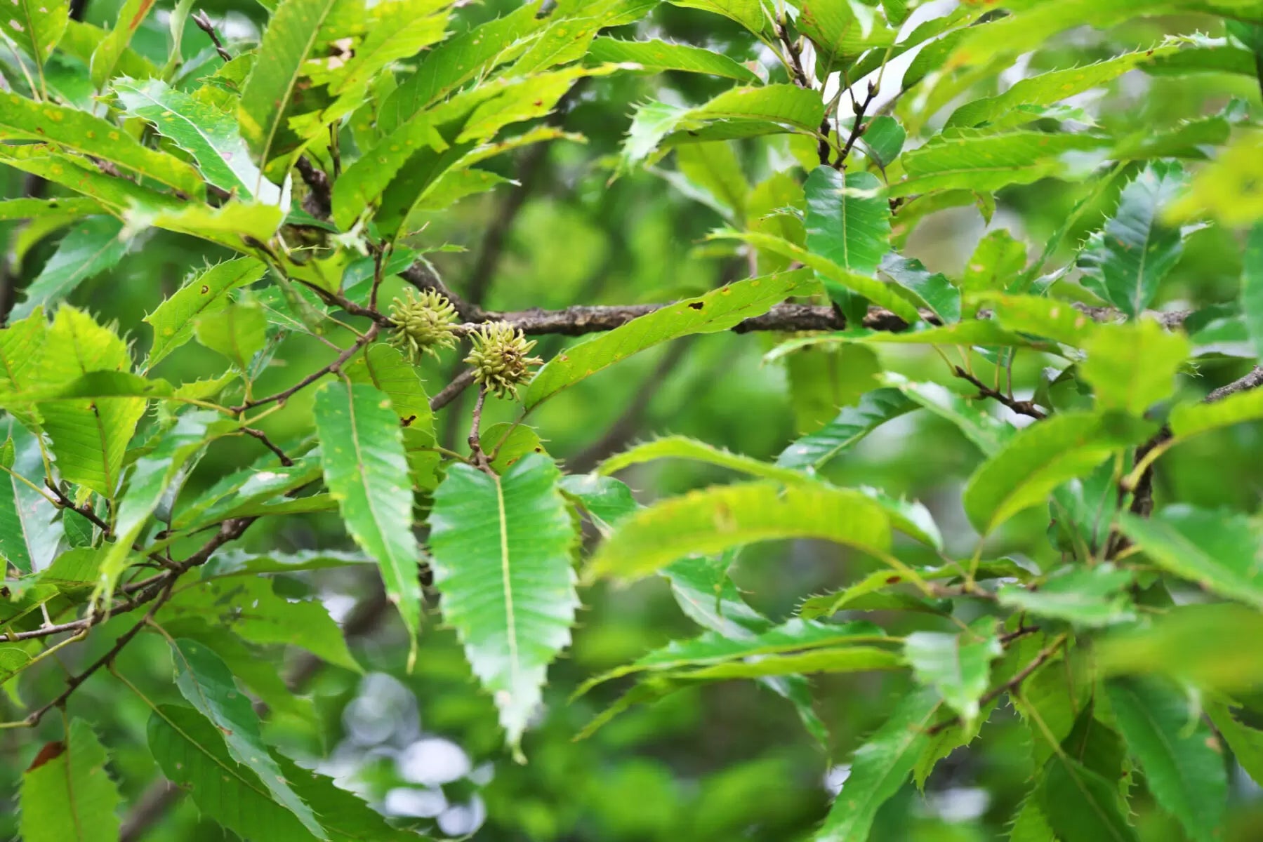 Sawtooth Oak (Quercus acutissima) - Ladybird Nursery