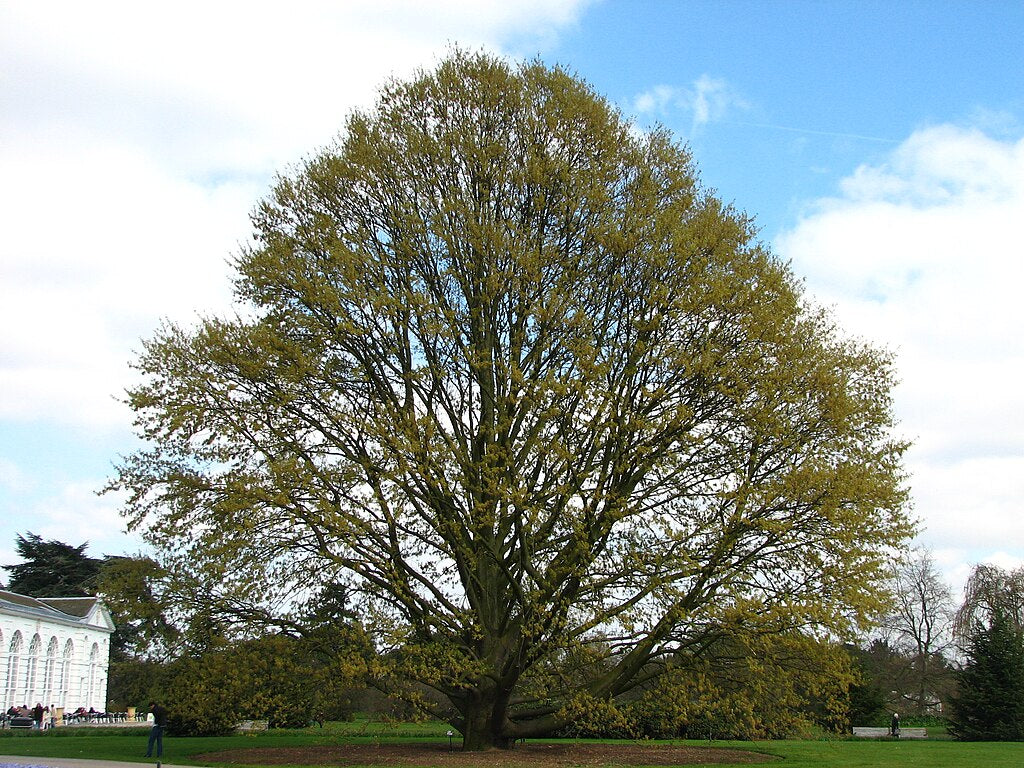 Chestnut Leafed Oak (Quercus castaneifolia)