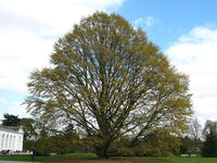 Chestnut Leafed Oak (Quercus castaneifolia) - Ladybird Nursery