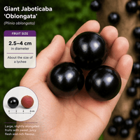 Jaboticaba Giant 'Oblongata' - Ladybird Nursery