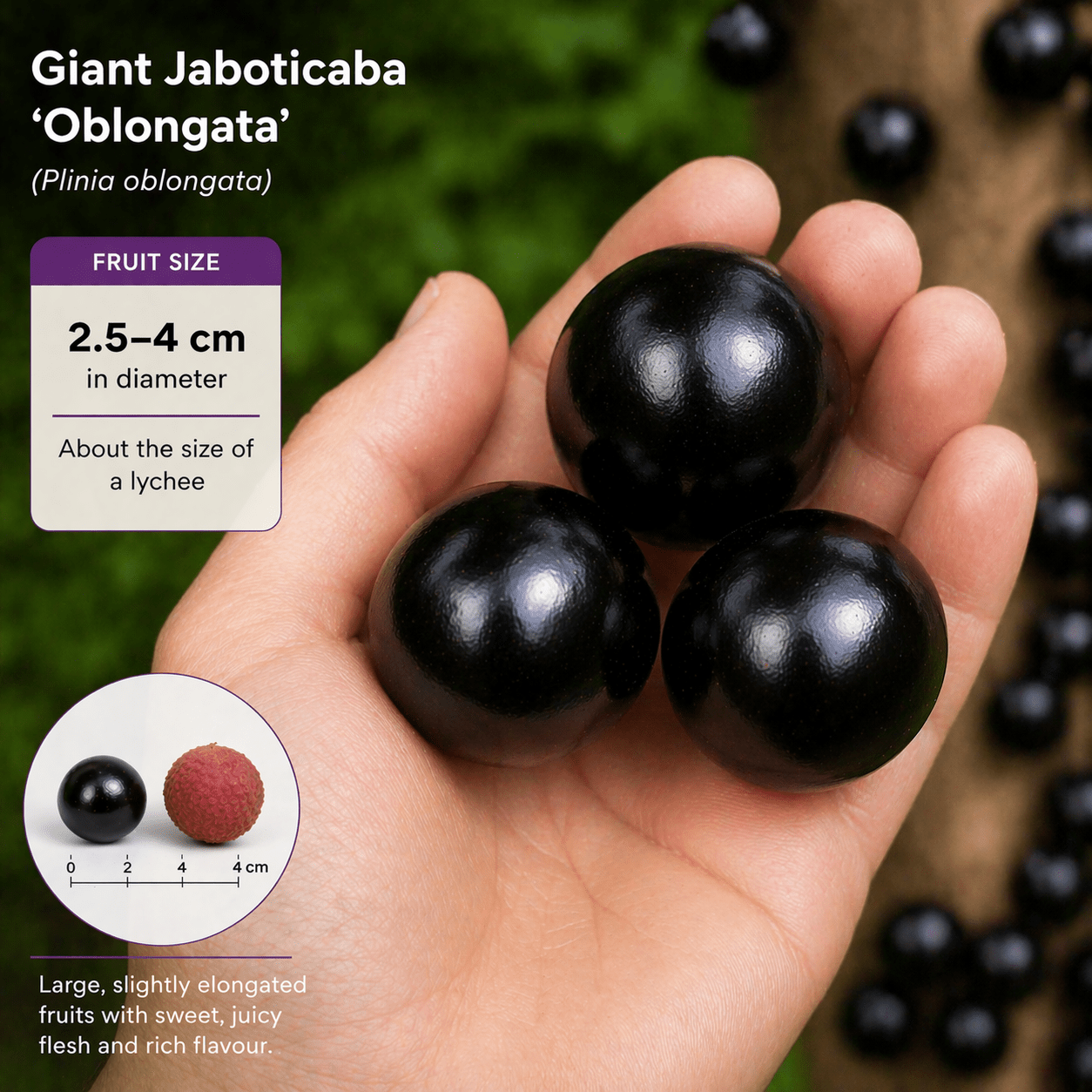 Jaboticaba Giant 'Oblongata' - Ladybird Nursery