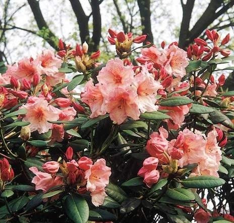 Rhododendron Virginia Richards - Ladybird Nursery