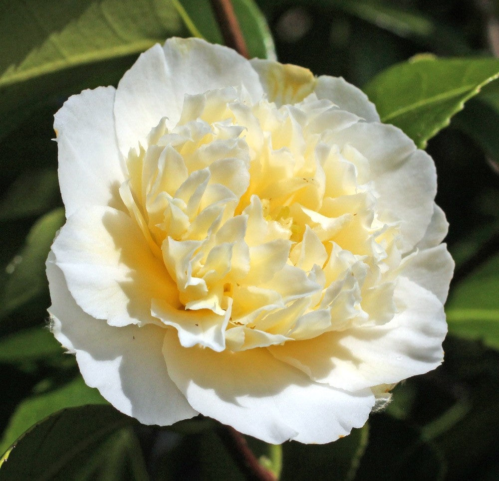 Camellia Brushfields Yellow (Camellia japonica)