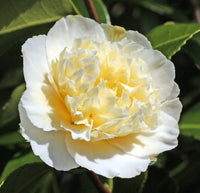 Camellia Brushfields Yellow (Camellia japonica)