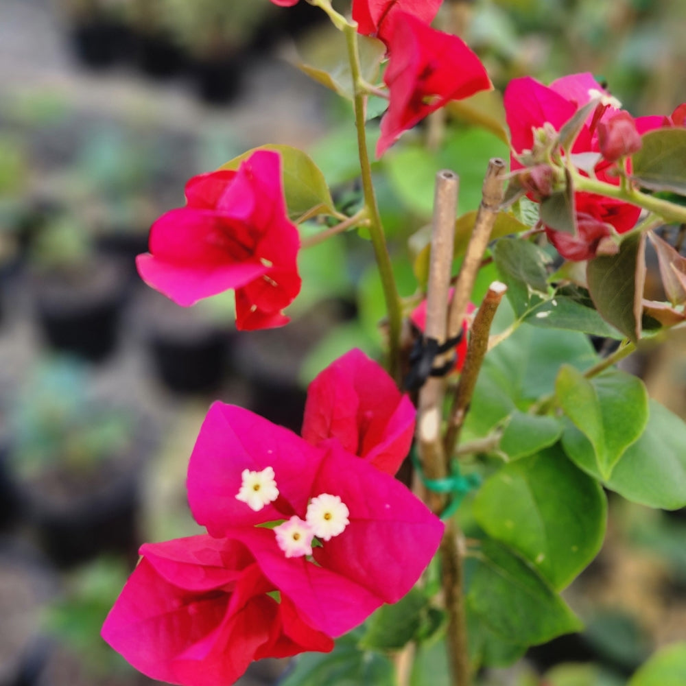Bougainvillea Scarlet O Hara (Bougainvillea glabra)