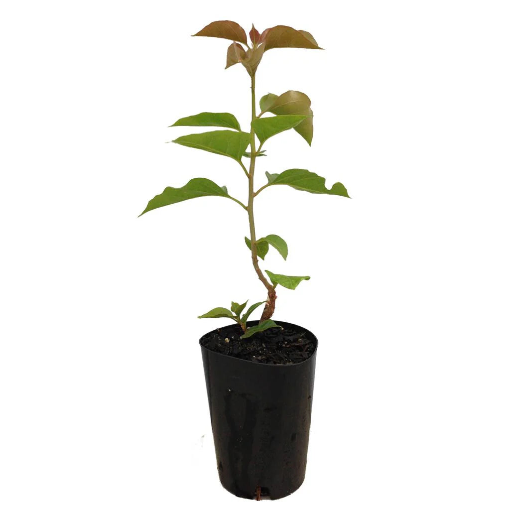 Bougainvillea Scarlet O Hara (Bougainvillea glabra)