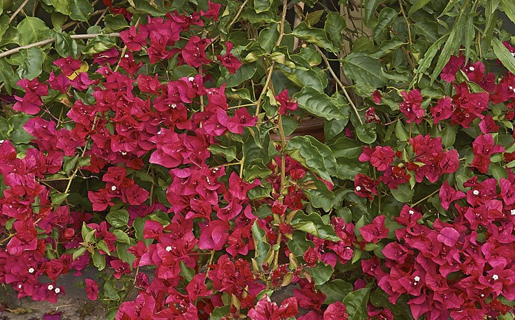 Bougainvillea Scarlet O Hara (Bougainvillea glabra)