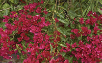Bougainvillea Scarlet O Hara (Bougainvillea glabra)
