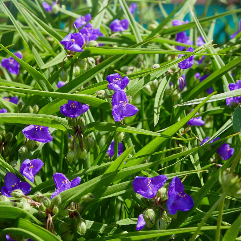 Spiderwort (Tradescantia minima)