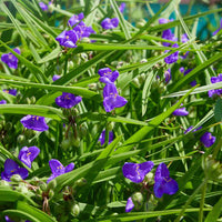 Spiderwort (Tradescantia minima)