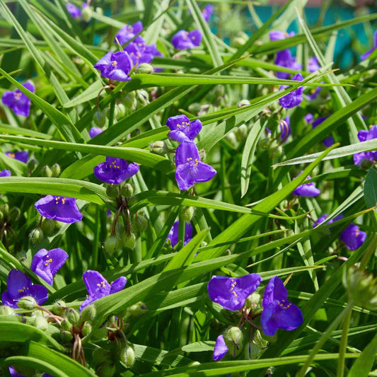 Spiderwort (Tradescantia minima)