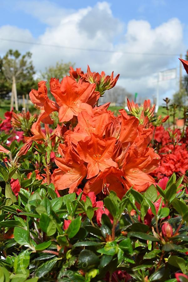 Azalea mollis Dr M Oosthoek